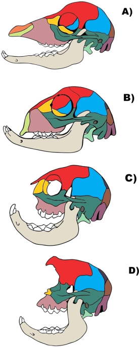 Musculoskeletal Study Of Cebocephalic And Cyclopic Lamb