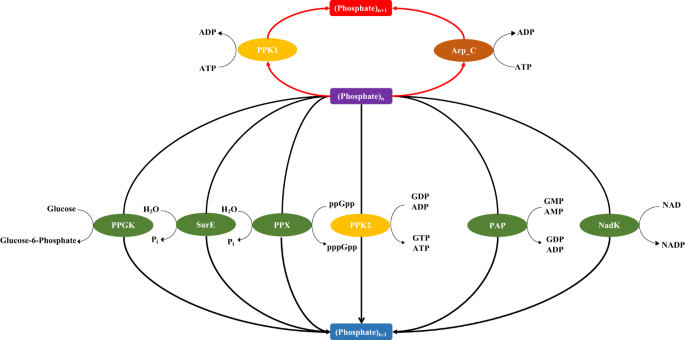 The 3 main metabolic body types you should be aware of, by Joshua maos