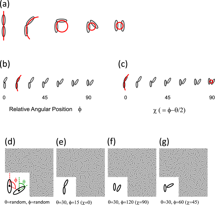 Co Circularity Opponency In Visual Texture Scientific Reports