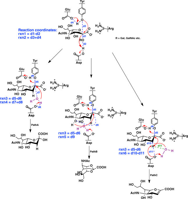 Comparative Studies Of Catalytic Pathways For Streptococcus Pneumoniae Sialidases Nana Nanb And Nanc Scientific Reports