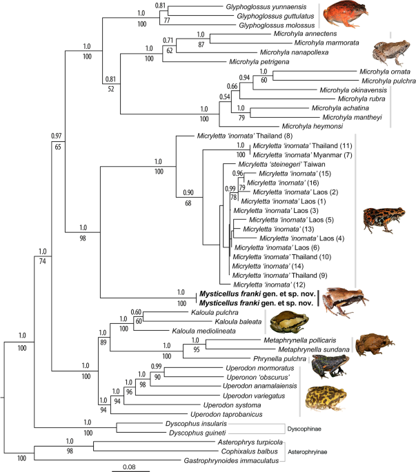 New microhylid frog genus from Peninsular India with Southeast Asian  affinity suggests multiple Cenozoic biotic exchanges between India and  Eurasia