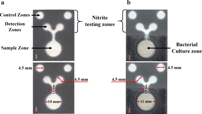 Multifunctional paper-based analytical device for in situ cultivation and screening of escherichia coli infections