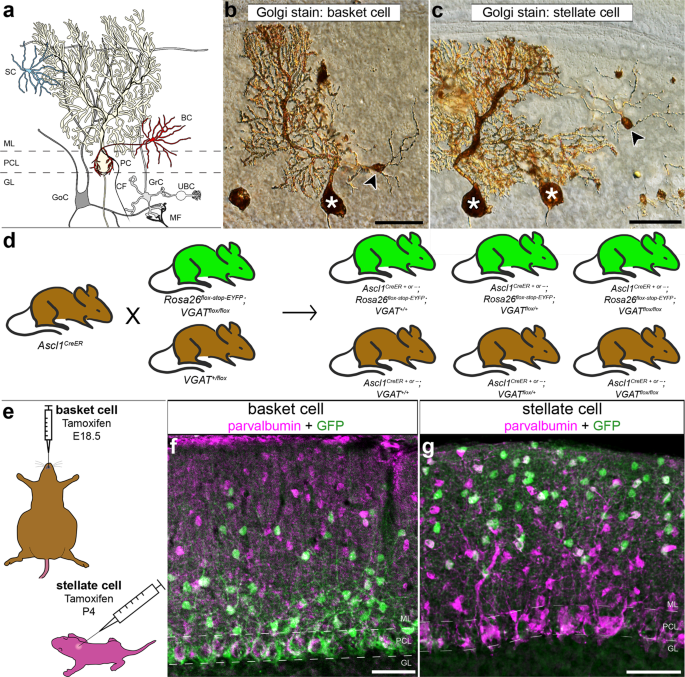 Molecular layer interneurons shape the spike activity of cerebellar  Purkinje cells | Scientific Reports