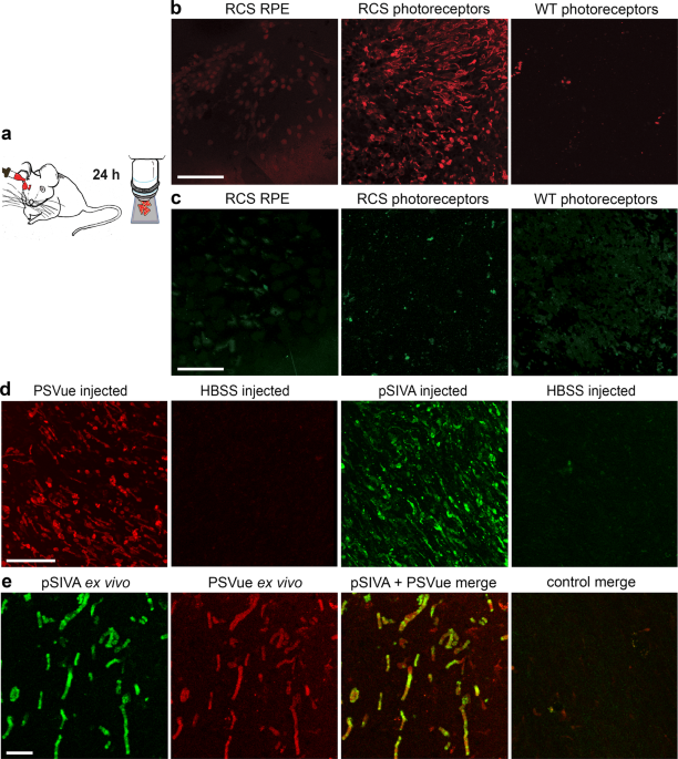Non-invasive in vivo fluorescence imaging of apoptotic retinal  photoreceptors | Scientific Reports