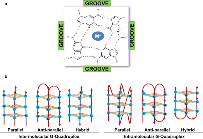 Characterization Of Highly Conserved G Quadruplex Motifs As Potential Drug Targets In Streptococcus Pneumoniae Scientific Reports
