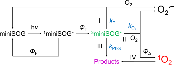 Tailing Minisog Structural Bases Of The Complex Photophysics Of A Flavin Binding Singlet Oxygen Photosensitizing Protein Scientific Reports