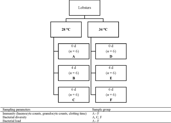 Haemolymph Microbiome Of The Cultured Spiny Lobster Panulirus Ornatus At Different Temperatures Scientific Reports