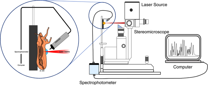 Laser-induced breakdown spectroscopy (LIBS) as a novel technique for  detecting bacterial infection in insects | Scientific Reports