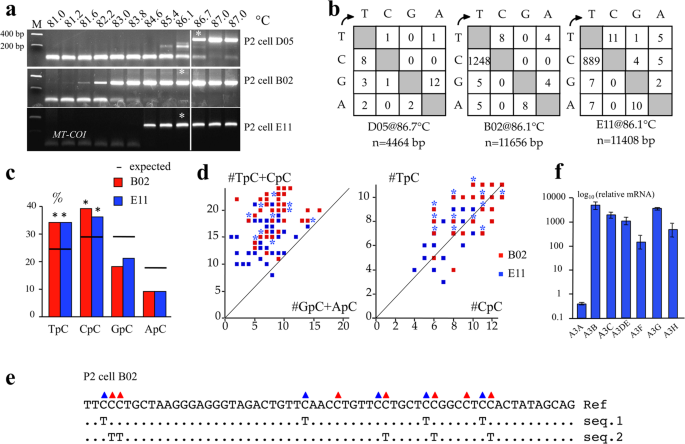Genotoxic stress increases cytoplasmic mitochondrial DNA editing by ... Biology Diagrams