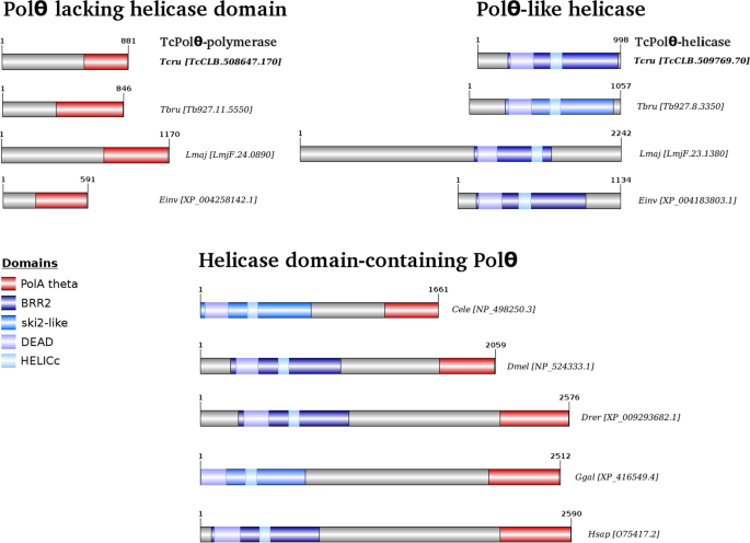 Ortholog Of The Polymerase Theta Helicase Domain Modulates Dna Replication In Trypanosoma Cruzi Scientific Reports