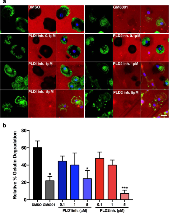 PLD-dependent phosphatidic acid microdomains are signaling platforms ...