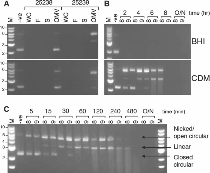 Moraxella Catarrhalis Nucm Is An Entry Nuclease Involved In Extracellular Dna And Rna Degradation Cell Competence And Biofilm Scaffolding Scientific Reports