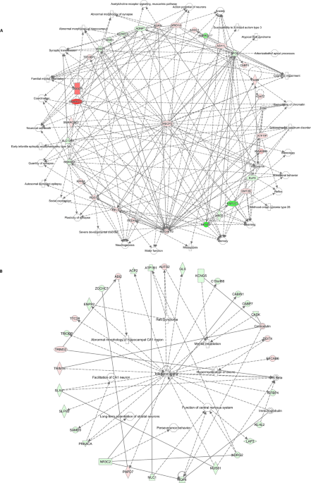 Sex Differences In The Effects Of Prenatal Bisphenol A Exposure On Genes Associated With Autism Spectrum Disorder In The Hippocampus Scientific Reports Sex Differences In The Effects Of Prenatal Bisphenol A Exposure On Genes Associated With Autism Spectrum Disorder In The Hippocampus Scientific Reports