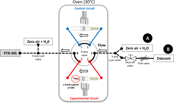 Ex Vivo Real Time Monitoring Of Volatile Metabolites Resulting From Nasal Odorant Metabolism Scientific Reports