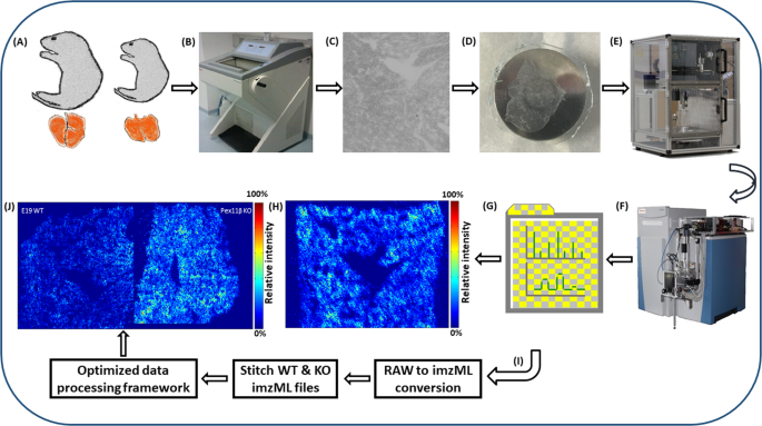 High-resolution atmospheric-pressure MALDI mass spectrometry imaging  workflow for lipidomic analysis of late fetal mouse lungs | Scientific  Reports