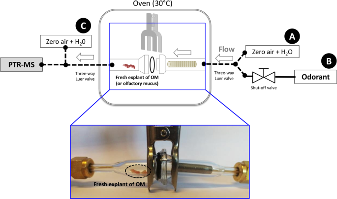 Nasal mucus glutathione transferase activity and impact on olfactory perception and neonatal behavior | Scientific Reports Nasal mucus glutathione transferase activity and impact on olfactory perception and neonatal behavior | Scientific Reports