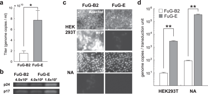 A Note On Retrograde Gene Transfer Efficiency And Inflammatory Response Of Lentiviral Vectors Pseudotyped With Fug E Vs Fug B2 Glycoproteins Scientific Reports