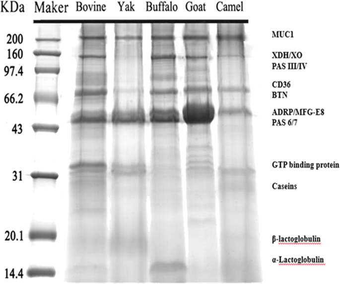 Goat buffalo milk fat globule membranes exhibit effects at inducing apoptosis and reduction the viability of HT-29 cells | Scientific