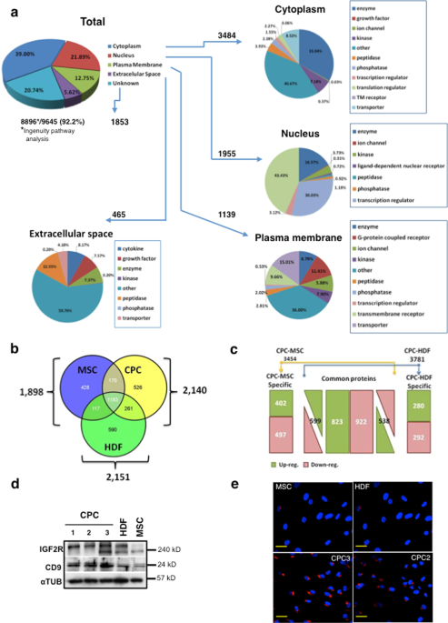 Definition of a cell surface signature for human cardiac progenitor cells  after comprehensive comparative transcriptomic and proteomic  characterization | Scientific Reports