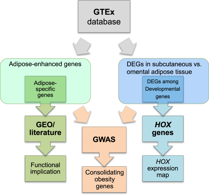 Integrative Analysis Revealing Human Adipose Specific Genes And Consolidating Obesity Loci Scientific Reports