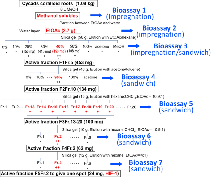 Isolation And Characterization Of 1 Palmitoyl 2 Linoleoyl Sn Glycerol As A Hormogonium Inducing Factor Hif From The Coralloid Roots Of Cycas Revoluta Cycadaceae Scientific Reports