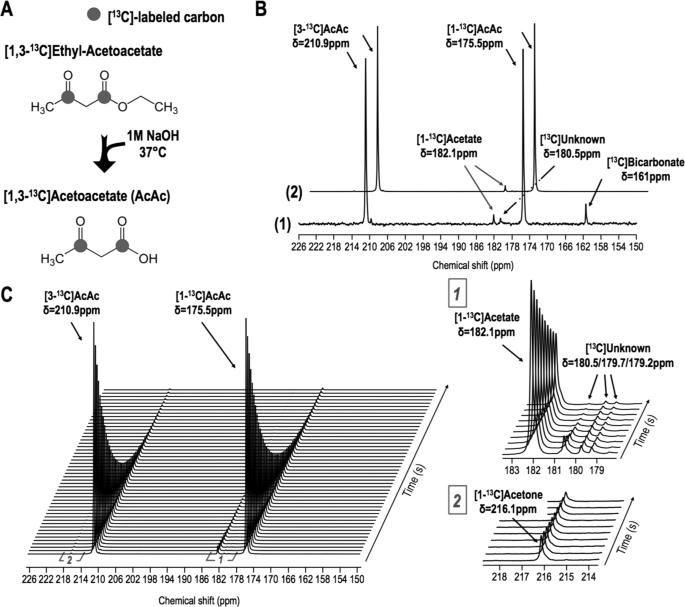 In vivo investigation of hyperpolarized [1,3-13C2]acetoacetate as 