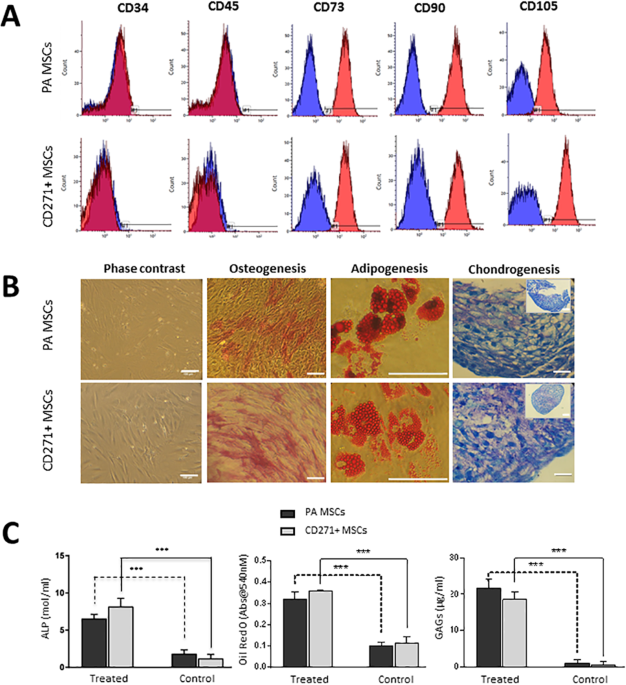 CD271-selected mesenchymal stem cells from adipose tissue enhance cartilage  repair and are less angiogenic than plastic adherent mesenchymal stem cells  | Scientific Reports