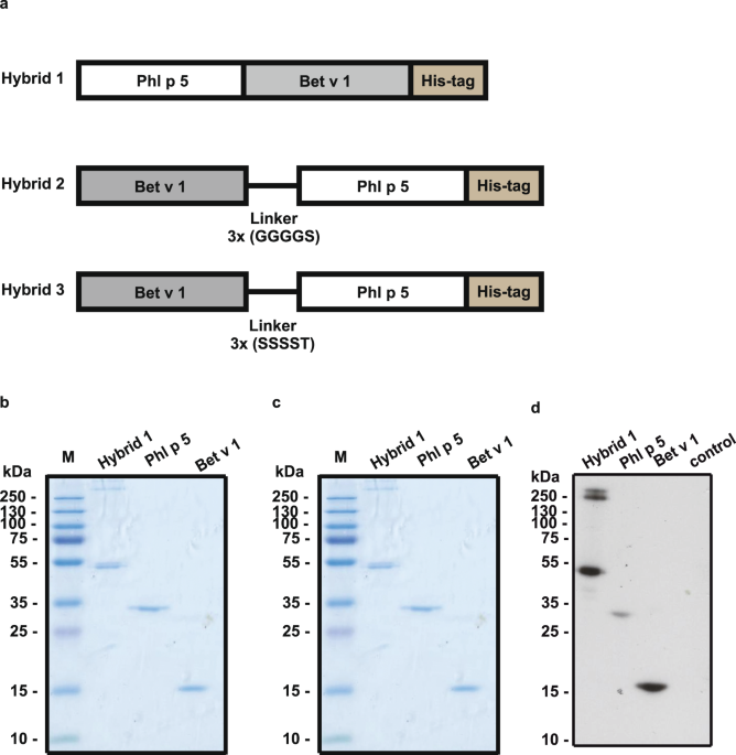 Fusion Proteins Consisting Of Bet V 1 And Phl P 5 Form Ige Reactive Aggregates With Reduced Allergenic Activity Scientific Reports