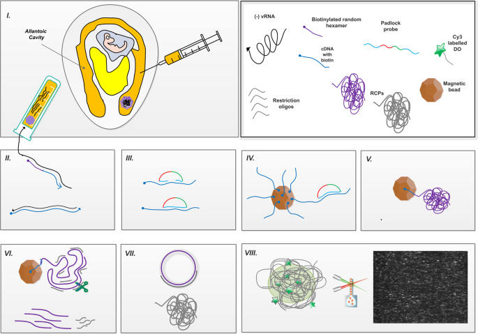A Novel Mutation Tolerant Padlock Probe Design For Multiplexed Detection Of Hypervariable Rna Viruses Scientific Reports