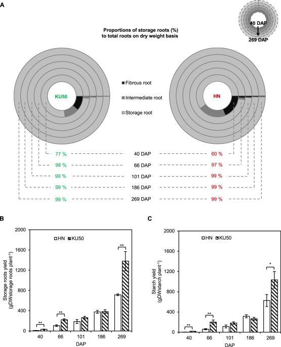 Understanding Carbon Utilization Routes Between High And Low Starch Producing Cultivars Of Cassava Through Flux Balance Analysis Scientific Reports