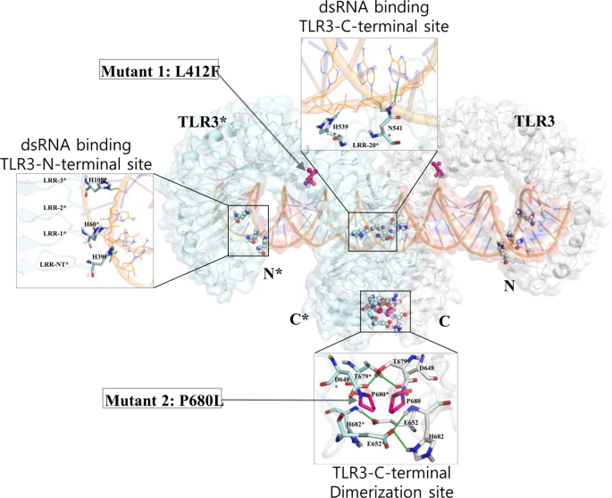 Insights Into The Dynamic Nature Of The Dsrna Bound Tlr3 Complex Scientific Reports Insights Into The Dynamic Nature Of The Dsrna Bound Tlr3 Complex Scientific Reports
