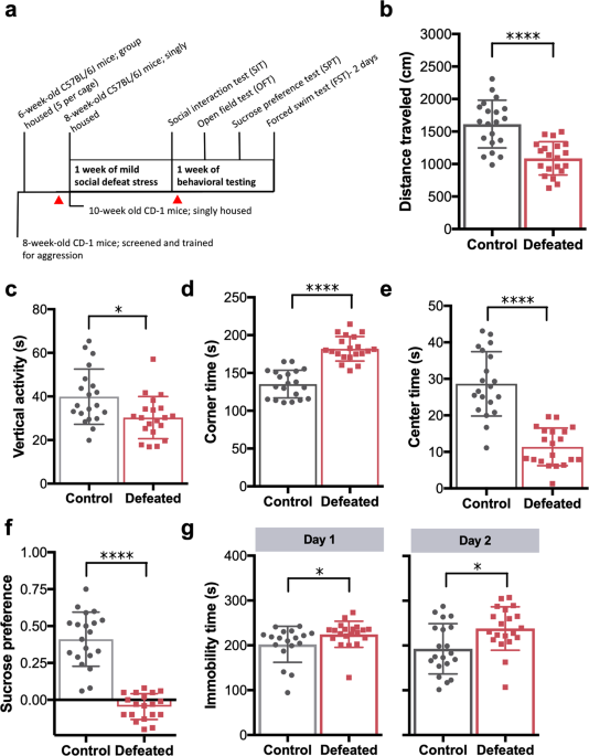 QnA VBage Relative abundance of Akkermansia spp. and other bacterial phylotypes correlates with anxiety- and depressive-like behavior following social defeat in mice