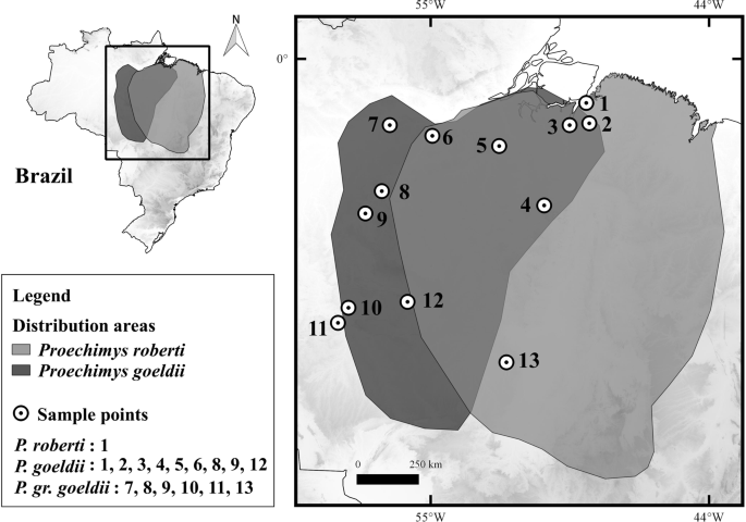Identification Of Two Independent X Autosome Translocations In Closely Related Mammalian Proechimys Species Scientific Reports