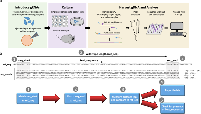 CRIS.py: A Versatile and High-throughput Analysis Program for CRISPR-based  Genome Editing | Scientific Reports