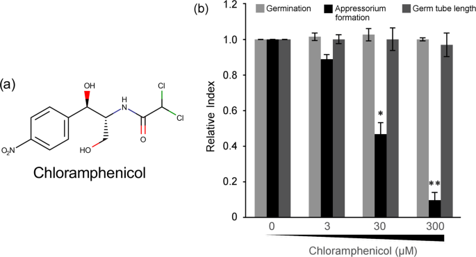 Chloramphenicol Inhibits Eukaryotic Ser Thr Phosphatase And Infection Specific Cell Differentiation In The Rice Blast Fungus Scientific Reports