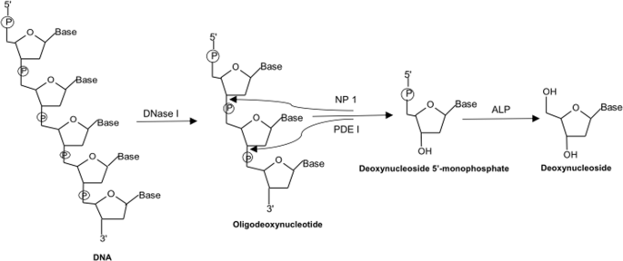 Tracking decitabine incorporation into malignant myeloid cell dna in vitro and in vivo by lc-ms/ms with enzymatic digestion