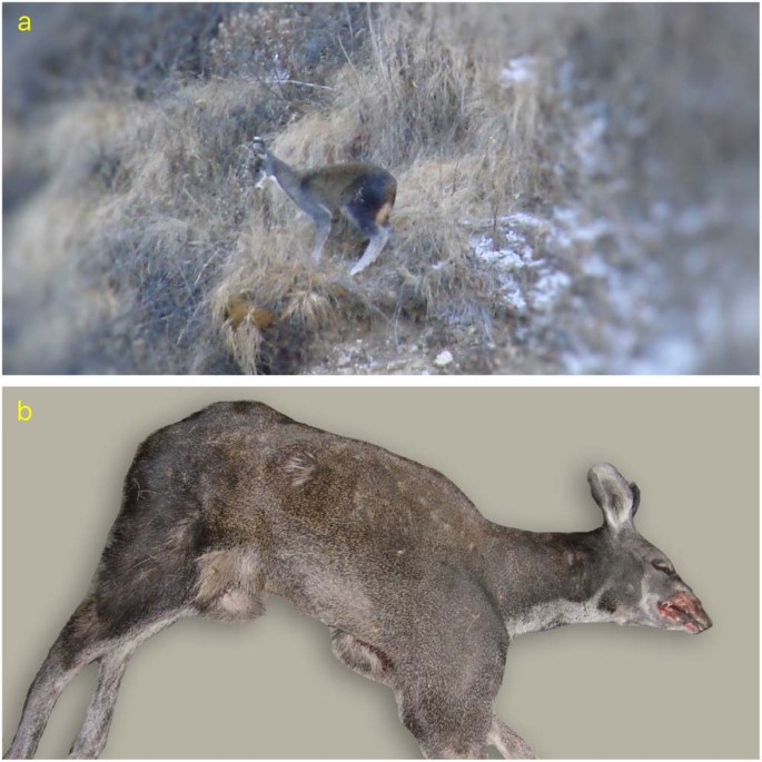 mtDNA analysis confirms the endangered Kashmir musk deer extends its range  to Nepal | Scientific Reports