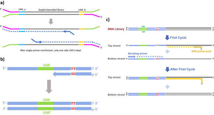 Targeted Single Primer Enrichment Sequencing with Single End Duplex-UMI |  Scientific Reports