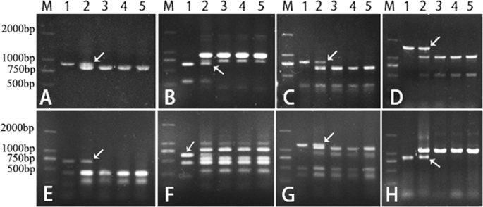 Characterization Identification And Evaluation Of A Set Of Wheat Aegilops Comosa Chromosome Lines Scientific Reports