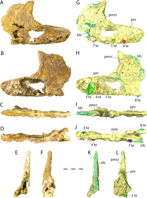 Getting ahead: the new crested pterosaur Hamipterus has researchers  aflutter, Science