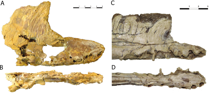 Species New to Science: [Paleontology • 2014] Maaradactylus kellneri • A  New toothed Pterosaur (Pterodactyloidea: Anhangueridae) from the Early  Cretaceous Romualdo Formation, NE Brazil