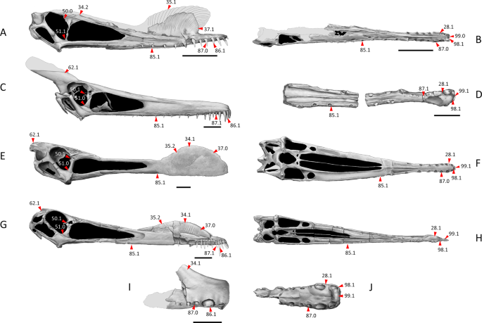 Species New to Science: [Paleontology • 2014] Maaradactylus kellneri • A  New toothed Pterosaur (Pterodactyloidea: Anhangueridae) from the Early  Cretaceous Romualdo Formation, NE Brazil