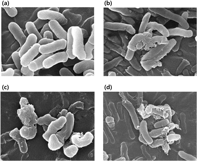 Effects Of Intradermal Radiofrequency Treatment And Intense Pulsed Light Therapy In An Acne Induced Rabbit Ear Model Scientific Reports Effects Of Intradermal Radiofrequency Treatment And Intense Pulsed Light Therapy In An Acne Induced Rabbit Ear Model Scientific Reports