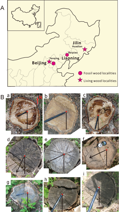 Tree-Ring Analysis and Genetic Associations Help to Understand Drought  Sensitivity in the Chilean Endemic Forest of Nothofagus m