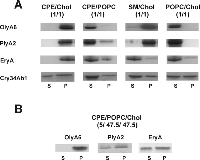 Pore Forming Protein Complexes From Pleurotus Mushrooms Kill Western Corn Rootworm And Colorado Potato Beetle Through Targeting Membrane Ceramide Phosphoethanolamine Scientific Reports