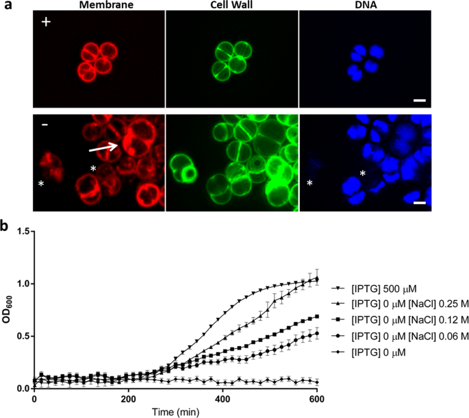 Staphylococcus aureus cell growth and division are regulated by an amidase  that trims peptides from uncrosslinked peptidoglycan