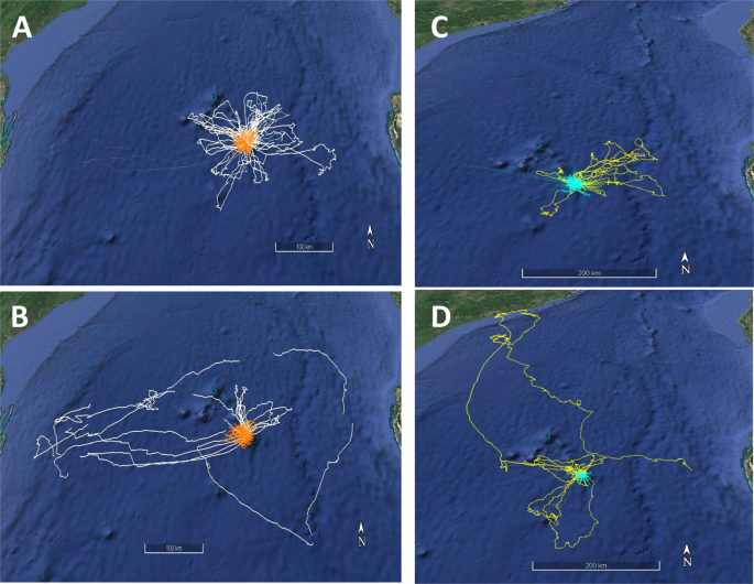 Cyclone Avoidance Behaviour By Foraging Seabirds Scientific Reports Cyclone Avoidance Behaviour By Foraging Seabirds Scientific Reports