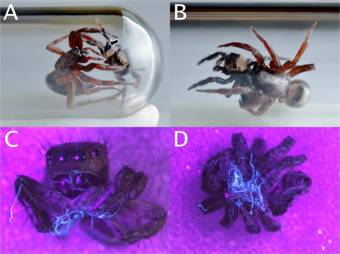 Spiders that hunt in groups synchronise their movement to catch prey