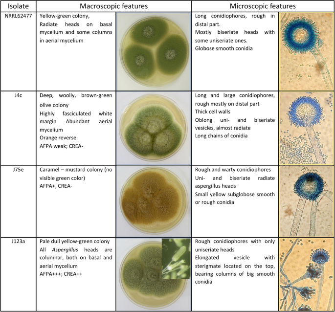 Morphologic, molecular and metabolic characterization of ...