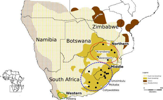 low genetic diversity and shallow population structure in the endangered vulture gyps coprotheres scientific reports